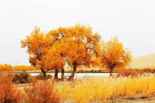 新疆最美風(fēng)景排行榜,99 的人看完第一個就走不動路了