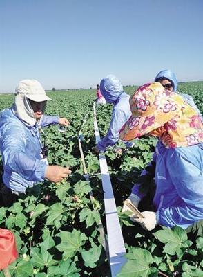 棉田環(huán)保新思路 新疆農(nóng)墾科學(xué)院推動害蟲天敵培育，減少農(nóng)藥使用